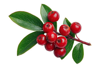 Close-up of a branch with vibrant red berries and lush green leaves