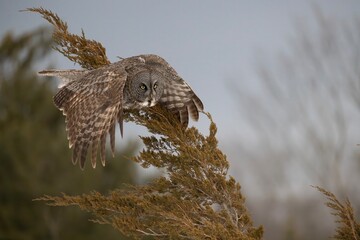 Great Gray Owl Strix nebulosa in flight on a cold winter evening
