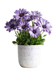 Lilac flowers in a speckled, light-purple pot