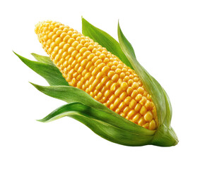Fresh corn cob with vibrant yellow kernels and bright green leaves