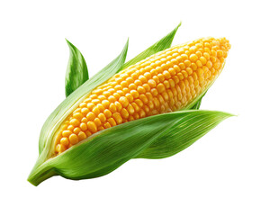 Fresh corn cob with vibrant yellow kernels nestled within bright green leaves