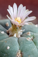 Peyote cactus flower (Lophophora williamsii)