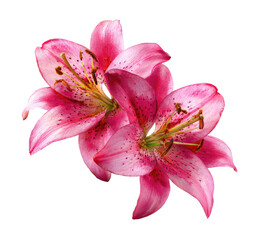 Close-up of two vibrant pink lilies, showcasing intricate details of petals and stamen