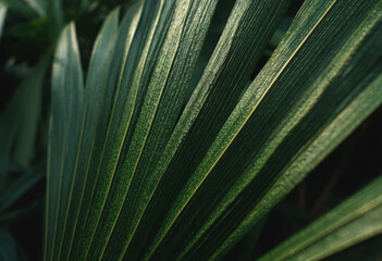 Lush Green Foliage: Natural Plant Background Texture
