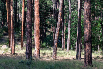 Naklejka premium Ponderosa Pine Trees at the edge of a meadow
