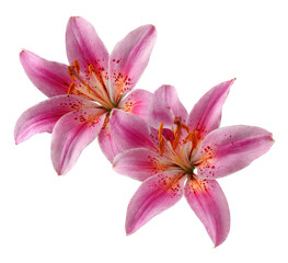 Two pink Asiatic lilies, close-up