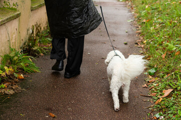 Cute Bichon Frise on Leash from Behind