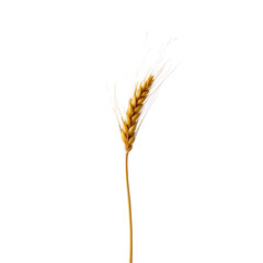 Fototapeta premium Single Golden Wheat Ear Isolated on a Transparent background