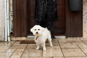 Cute Bichon Frise Standing on Wet Pavement