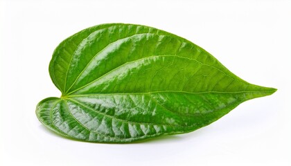 Obraz premium green betel leaf isolated on white background