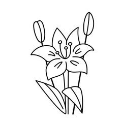 Doodle vector flower contour symbol isolated on a transparent background