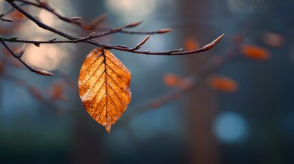 Autumn beech tree leaf in delicate detail