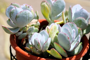 Blue-Green Succulent Plant with Red Edges in Terracotta Pot