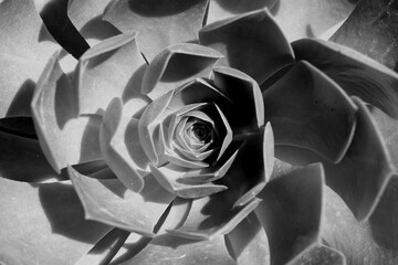 Black and White Succulent Close-Up &ndash; Geometric Nature Pattern"