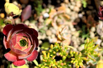 Bright Red and Green Succulent Detail &ndash; Nature Photography