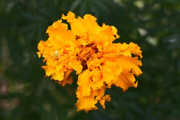 Yellow Marigold Flower with Crab Spider &ndash; Macro Nature Photography