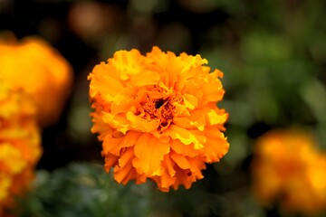 Bright Orange Marigold in Bloom &ndash; Macro Nature Floral Image