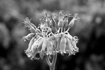 Macro Shot of Withered Bell-Shaped Flowers in Black and White