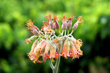 Cluster of Pink Bell-Shaped Flowers on Succulent Stem &ndash; Macro Botanical Photography