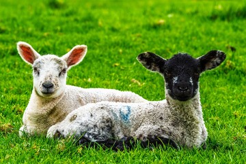 Sheeps on farm in Lake District, Pooley Bridge, Ullswater Lake, Lake District National Park,...