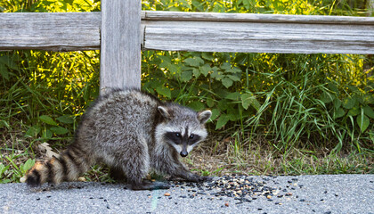 Raccoon Foraging for Seeds on Pavement