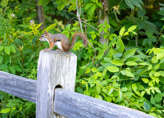 A vibrant American Red Squirrel (Tamiasciurus hudsonicus) perched alertly on top of a weathered...