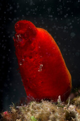 red Halocynthia papillosa - sea squirt Submerged coralligenous environment. Capo Caccia, Alghero, Sardinia, Italy