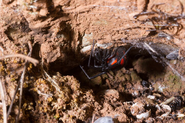Mediterranean Black Widow (Latrodectus tredecimguttatus) Sardinia Italy