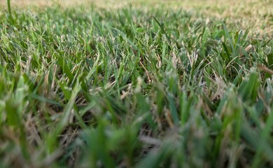 green grass background