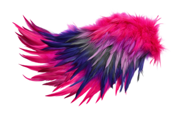 A pink and blue feathery wing with a purple tip