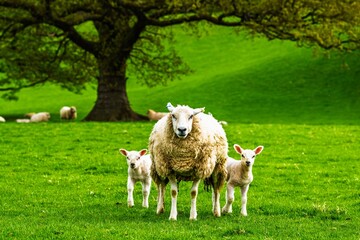 Sheeps on farm in Lake District, Pooley Bridge, Ullswater Lake, Lake District National Park, Cumbria, England