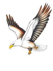 Obraz premium Bald eagle flying swoop hand draw and paint color on white background