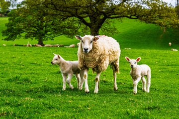 Obraz premium Sheeps on farm in Lake District, Pooley Bridge, Ullswater Lake, Lake District National Park, Cumbria, England