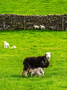Sheeps on farm in Lake District, Pooley Bridge, Ullswater Lake, Lake District National Park, Cumbria, England