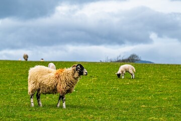 Sheeps on farm in Lake District, Pooley Bridge, Ullswater Lake, Lake District National Park, Cumbria, England