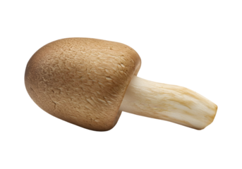 PNG mushrooms