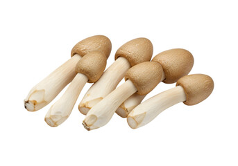 Mushrooms on transparent background