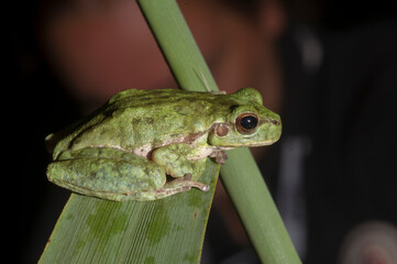 Tree frog, Hyla arborea, on reed, Phragmites communis, Lake Baratz, Sardinia, Italy.
Common Tree Frog, European Tree Frog, European
Green Treefrog, (Hyla arborea). Sardinia, Italy