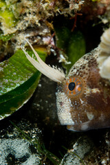 Bavosa cornuta (Parablennius tentacularis). The tentacled blenny (Parablennius tentacularis) is a species of combtooth blenny Porto Conte, Alghero, Sardinia. Italy