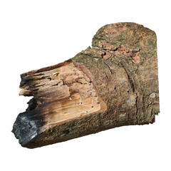 burnt wood