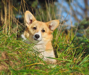 Funny portrait of Welsh Corgi Pembroke