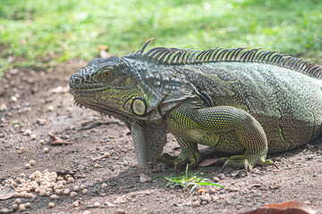 La iguana es un animal que camina muy despacio