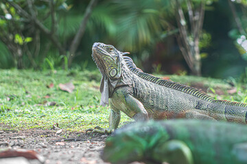 Las iguanas caminan bajo el sol