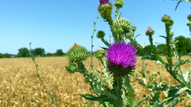 Thistle flower on wheat field. Close-up: thistle flower against blurred wheat field. Concept: cultivation of grain crops with using natural fertilizers gives weeds like thistle chance to survive