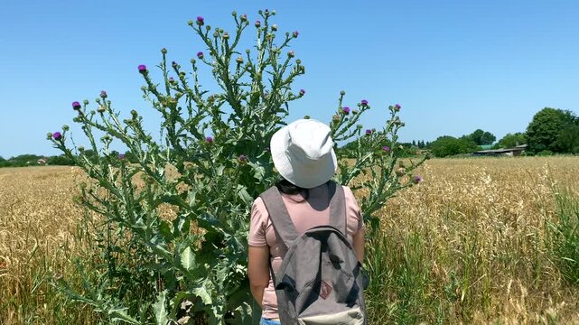 Lady in front of thistle. Slow motion video: lady looking at top of thistle, on field of ripe wheat. Concept: world is abundant, there is place in it for every manifestation of life: wheat and thistle