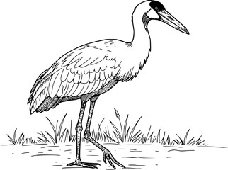 Obraz premium Hand drawn Brolga, Australian crane illustration for antistress