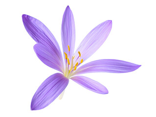 Naklejka premium violet flower isolated on white background