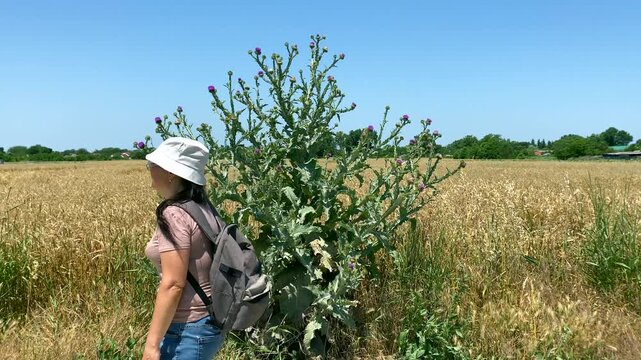 Lady walks past wheat field and thistles on side of road. Slow motion video of lady walking lightly past field of wheat and thistles. Concept: growing organic wheat means protecting environment