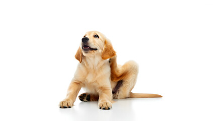 Golden retriever puppy scratching its ear isolated on white background