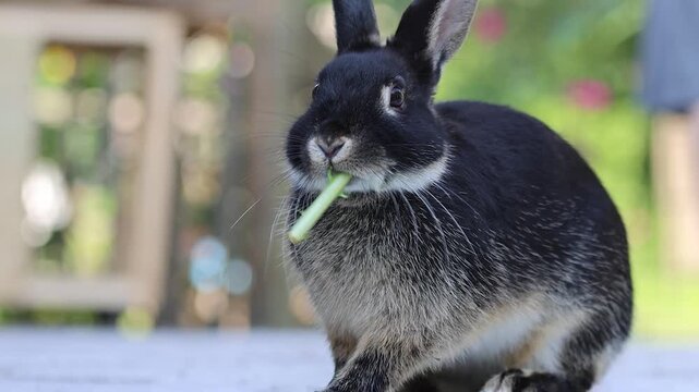 Closeup of four month old rabbit eating dandelion Black Otter Rex breed